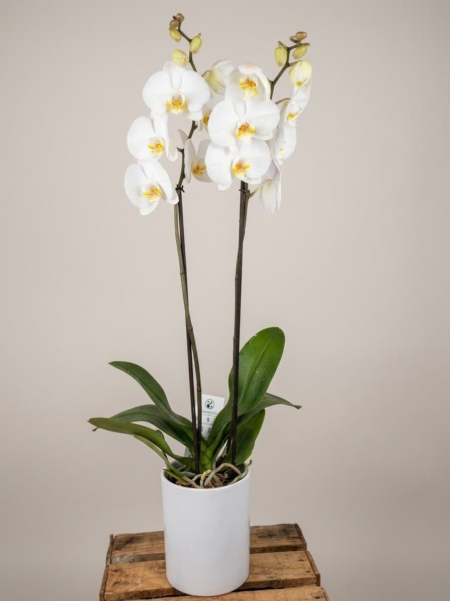 Orquídea Elegante, Blanca