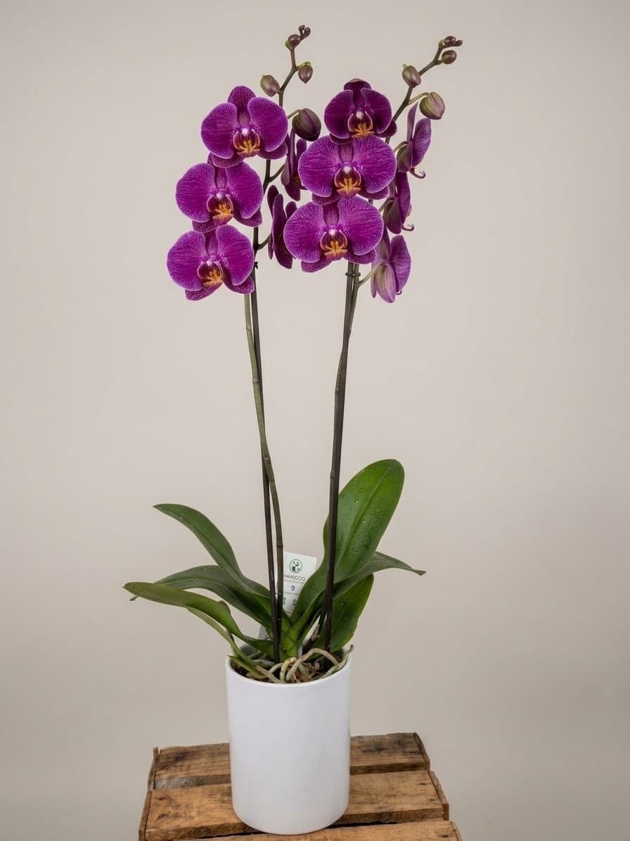 Orquídea Elegante, foto 3